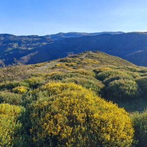 Vaste paysage de Genêt purgatif (Cytisus oromediterraneus) en montagne, floraison jaune massive