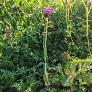Vue d'ensemble d'un Muscari à toupet avec sa tige et ses feuilles dans une prairie