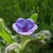 Cynoglosse de Crète Cynoglossum creticum fleur bleue veinée