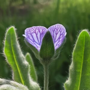 Détail calice velu et nervures réticulées Cynoglosse de Crète