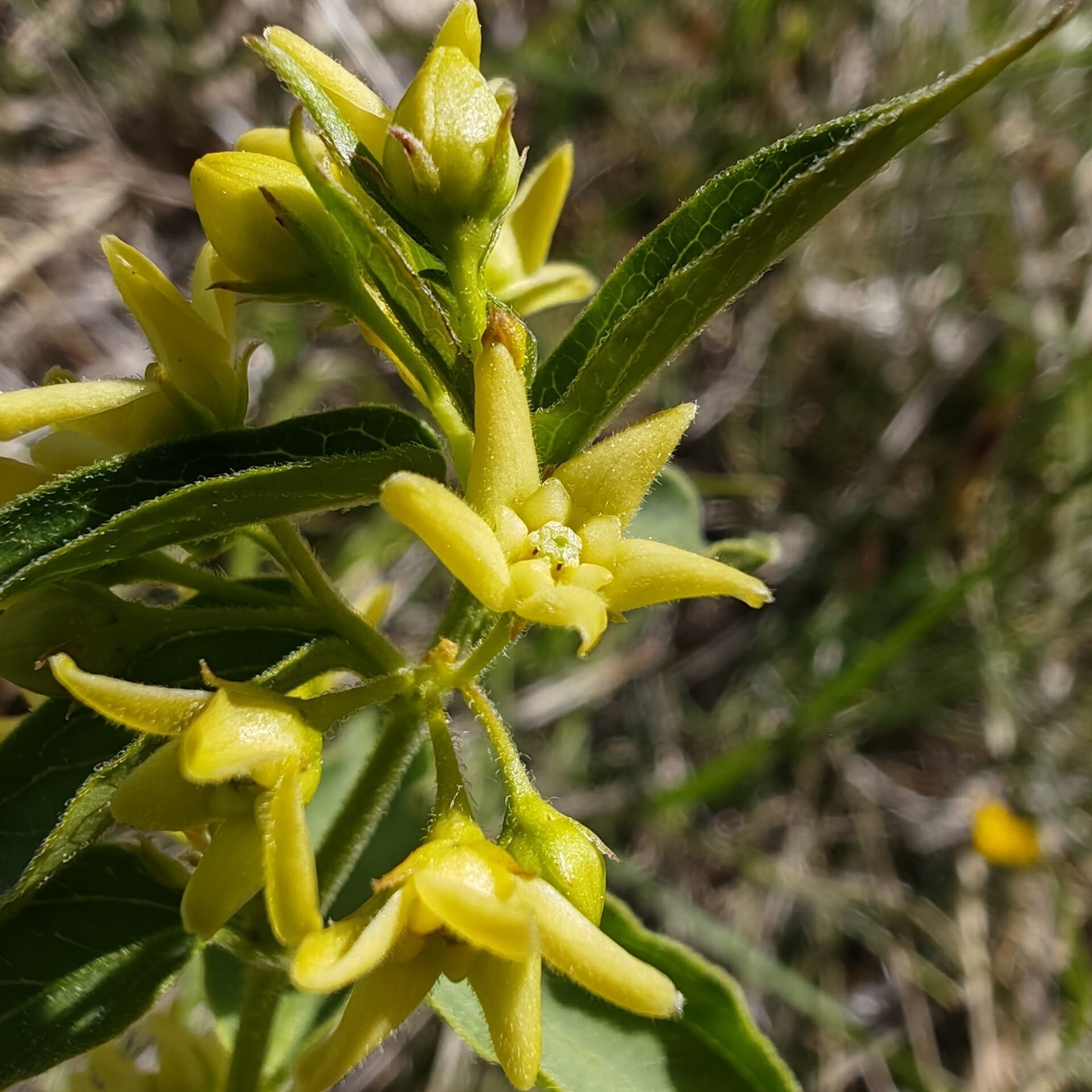 Détail fleur pentamère blanc crème Vincetoxicum hirundinaria