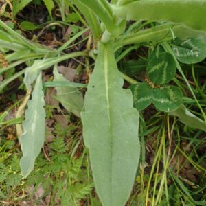 Feuille lancéolée et duveteuse de Cynoglossum creticum