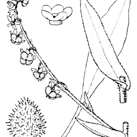 Flore de Coste Cynoglossum creticum