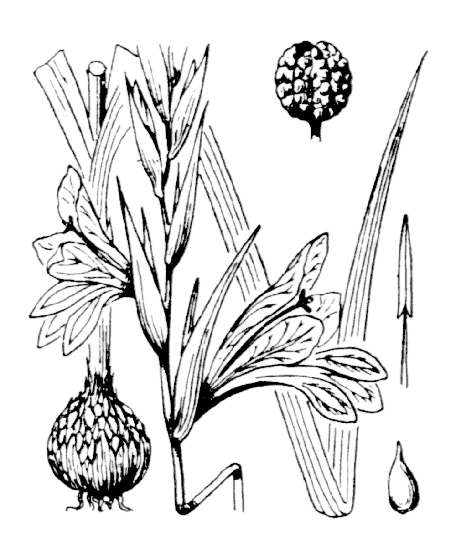 Flore de Coste Gladiolus italicus
