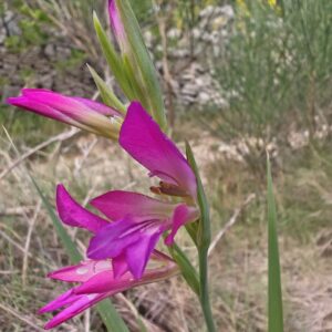 Glaïeul d'Italie Gladiolus italicus fleurs magenta en épi