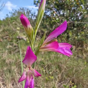 Vue de profil Gladiolus italicus fleurs zygomorphes pourpres