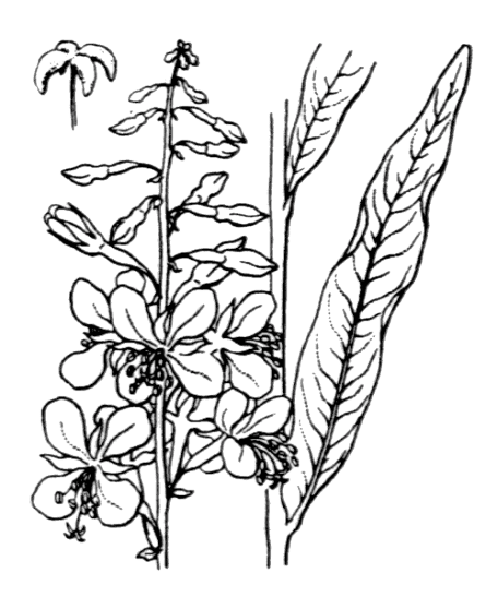 Épilobe à feuilles étroites