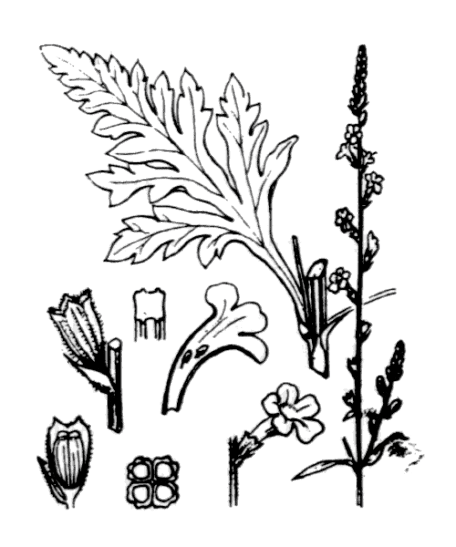 Verveine officinale