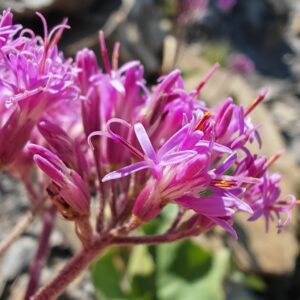 adenostyle-des-alpes-adenostyles-alpina-fleur