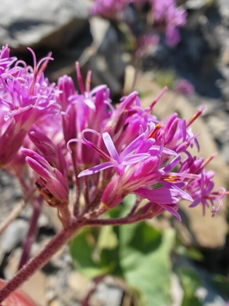 adenostyle-des-alpes-adenostyles-alpina-fleur