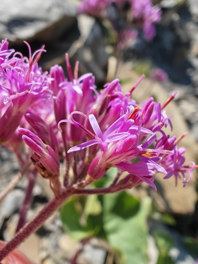 Adenostyles alpina