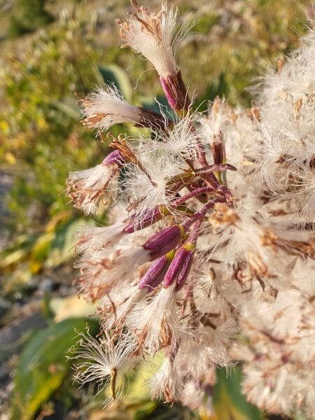 adenostyle-des-alpes-adenostyles-alpina-fruits