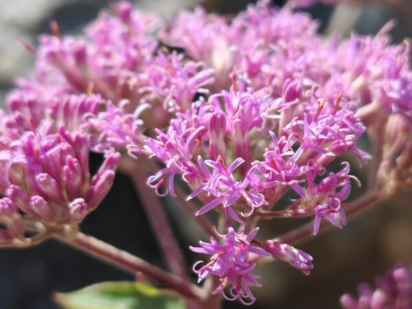 adenostyle-des-alpes-adenostyles-alpina-inflorescence