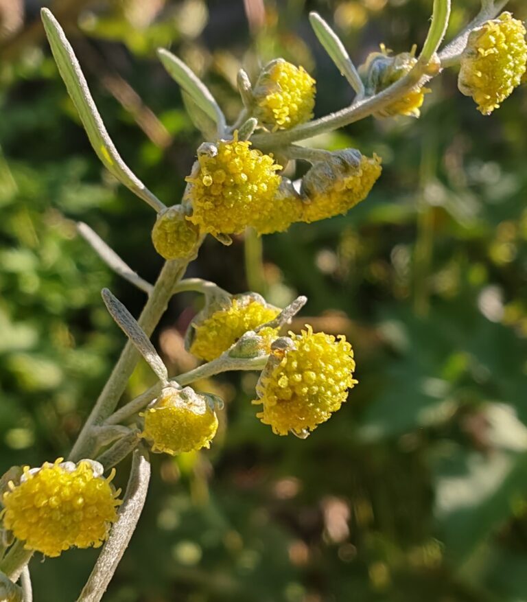 Artemisia absinthium absinthe capitules