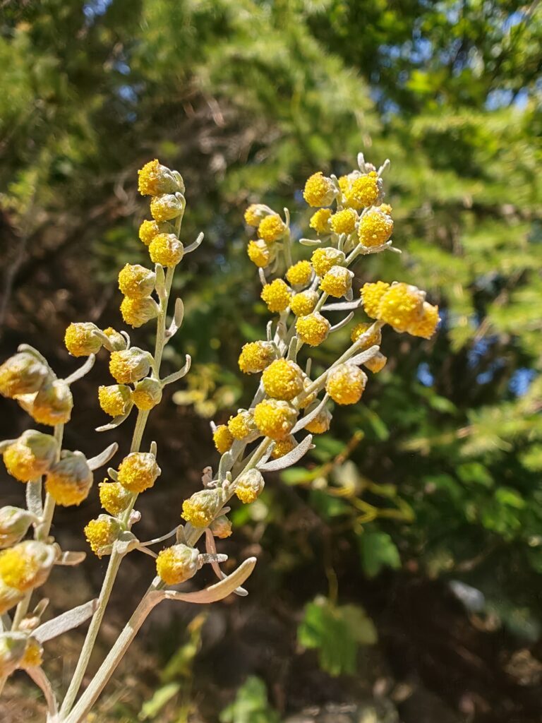 Artemisia absinthium absinthe capitules en panicule