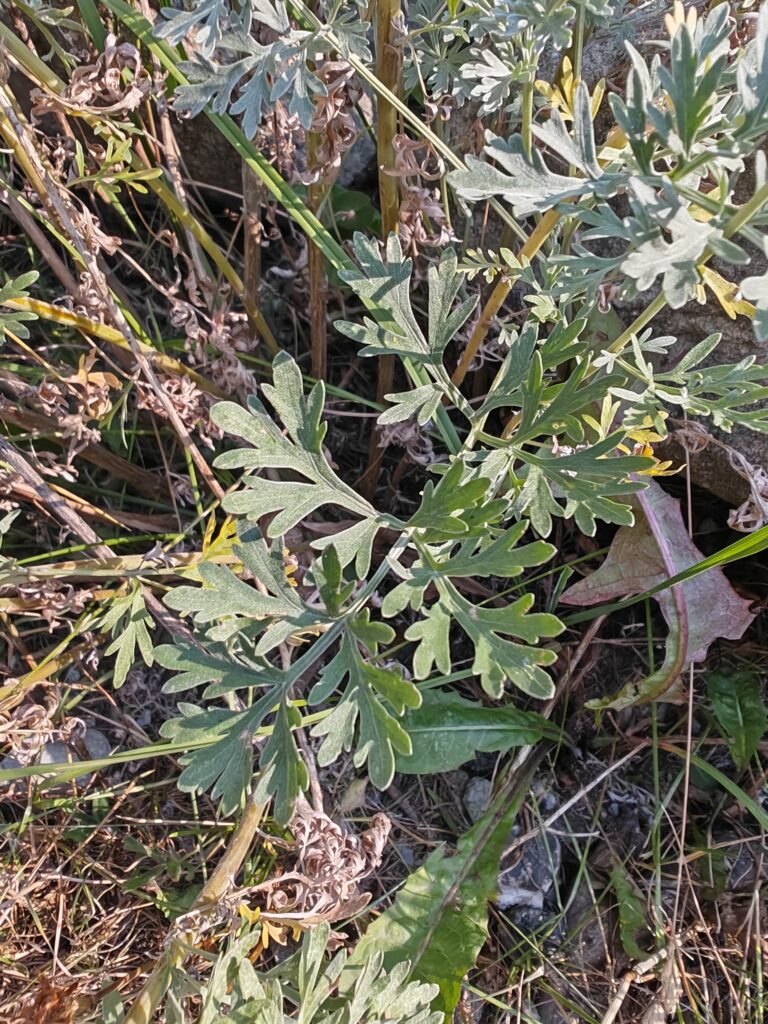 Artemisia absinthium absinthe feuilles