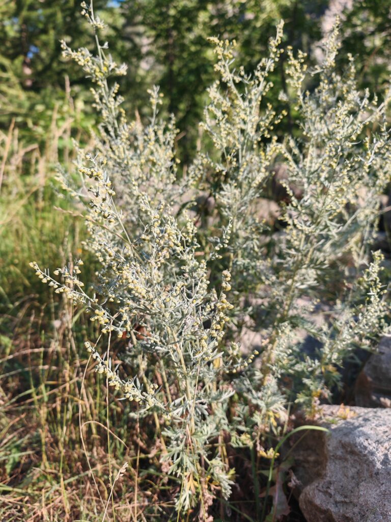 Artemisia absinthium absinthe plante