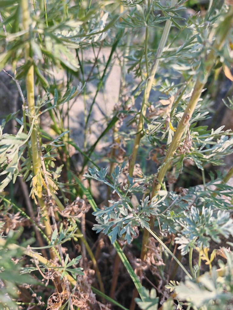 Artemisia absinthium absinthe tiges