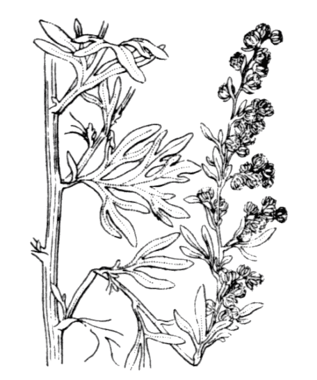Absinthe