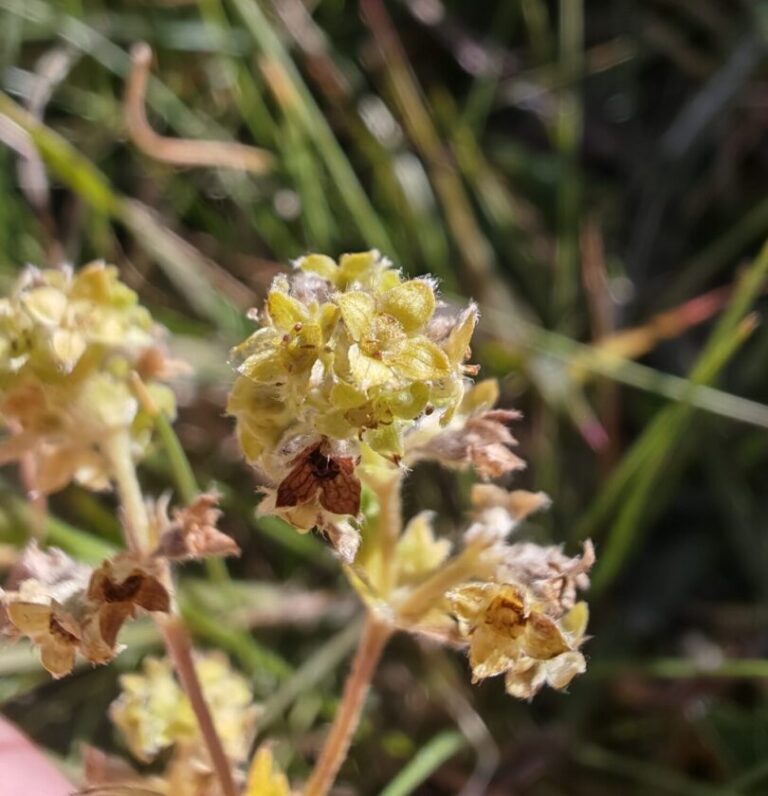alchemilla alpina alchemille des alpes fleurs