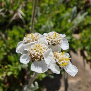 achillee-naine-achillea-nana-inflorescence-macro