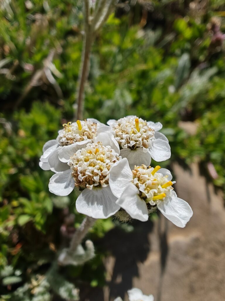 Achillée naine