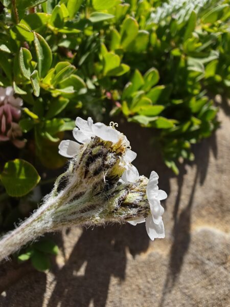 achillee-naine-achillea-nana-involucre