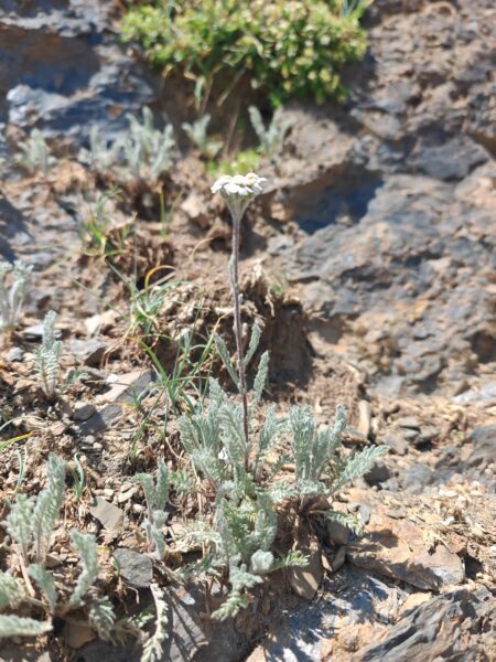 achillee-naine-achillea-nana-plante-entiere