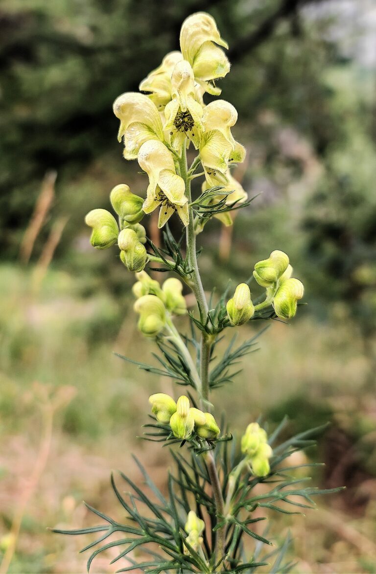 Aconit anthore aconitum anthora sommite fleurie