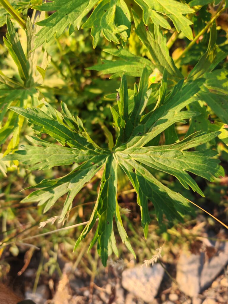 Aconitum lycoctonum aconit tue loup feuille