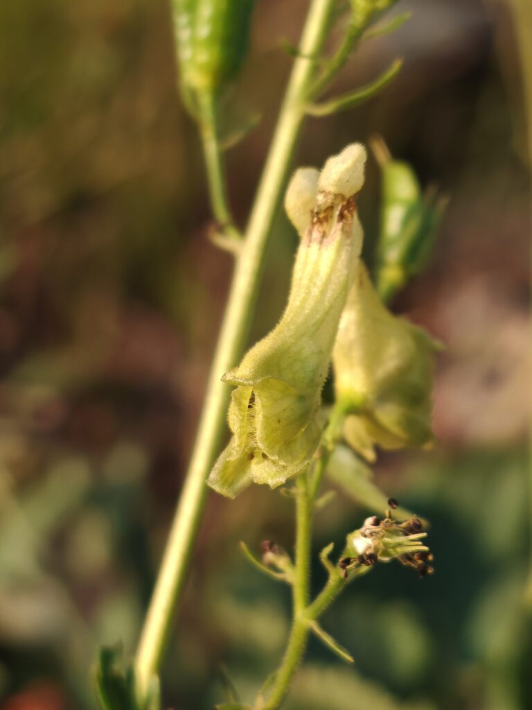 Aconitum lycoctonum aconit tue loup fleur macro