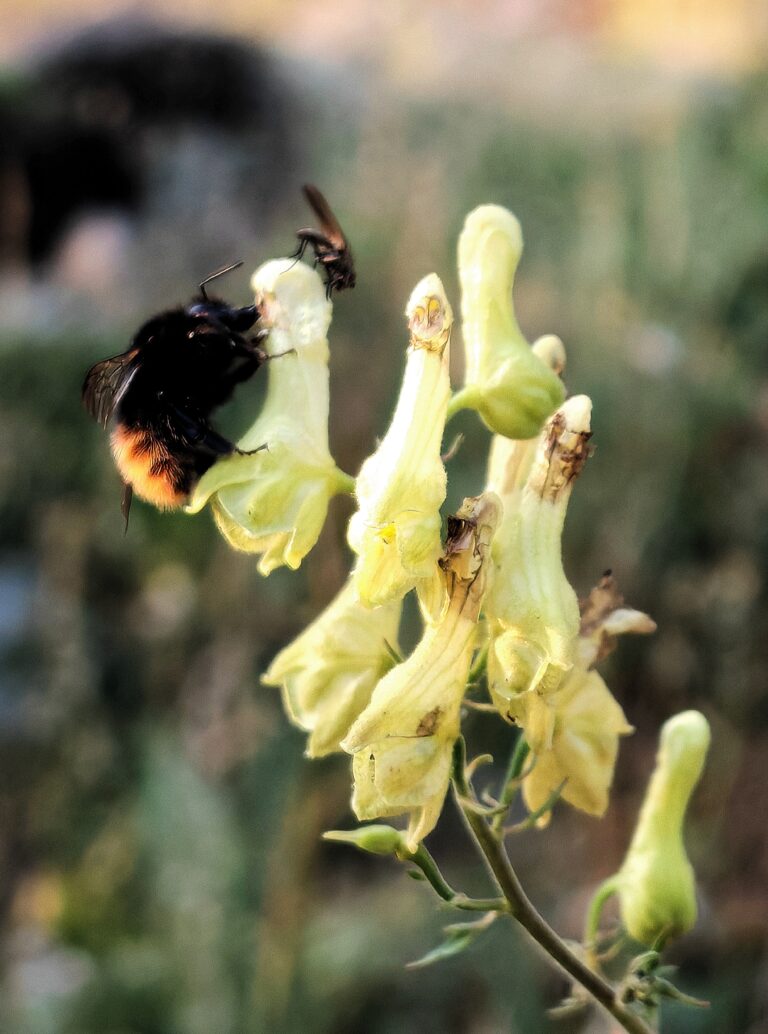 Aconitum lycoctonum aconit tue loup fleurs meliferes