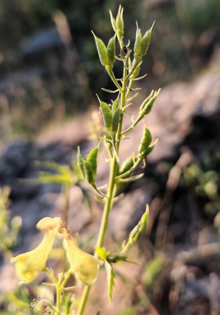 Aconitum lycoctonum aconit tue loup fruits