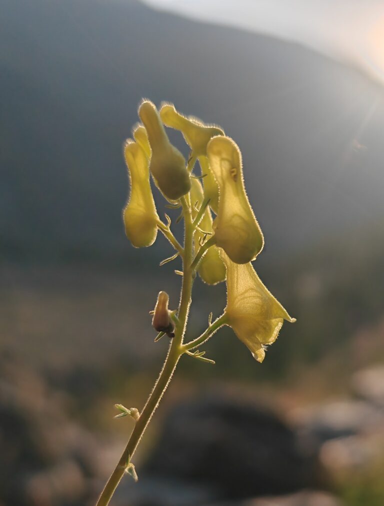 Aconitum lycoctonum aconit tue loup inflorescence