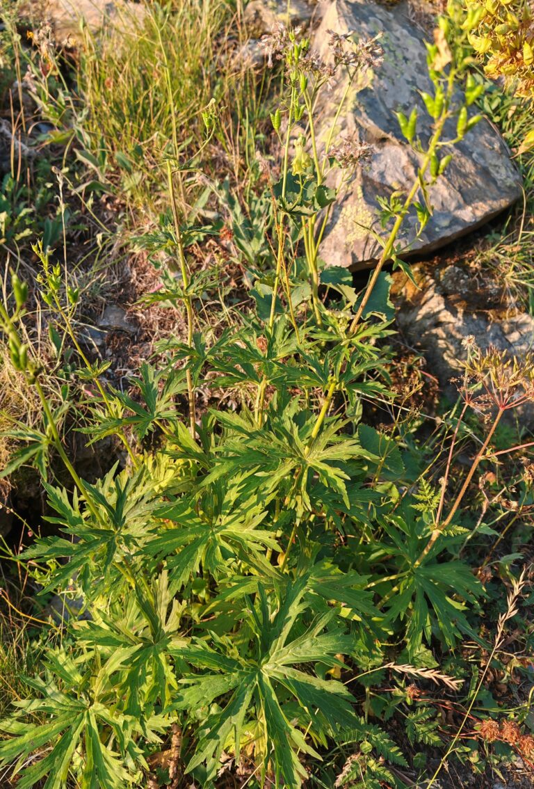 Aconitum lycoctonum aconit tue loup plante entiere