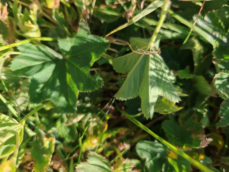 Alchemilla acutiloba alchemille commune feuille