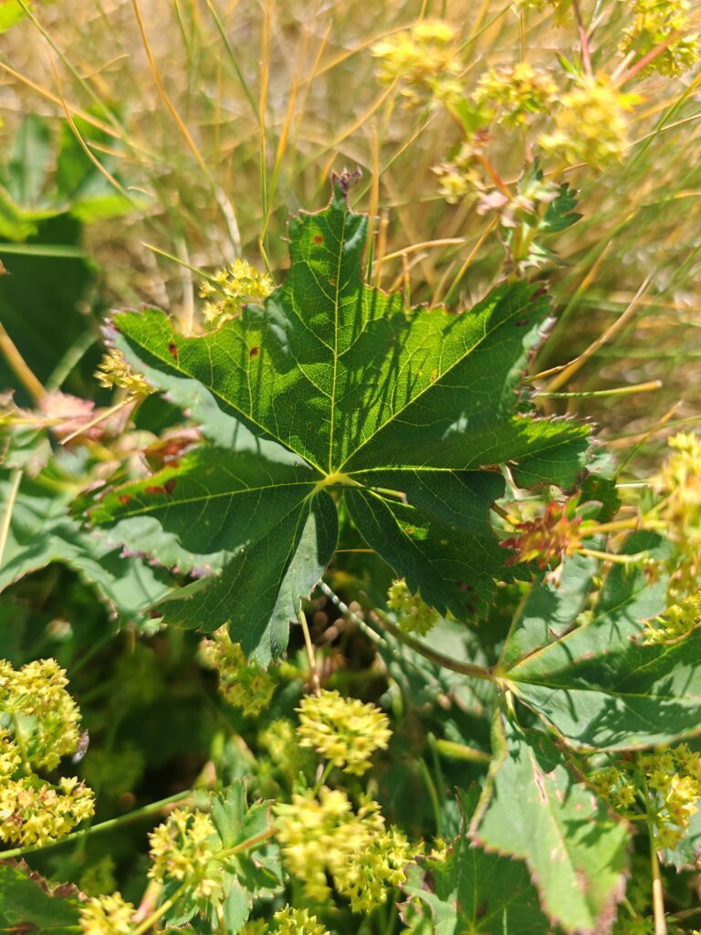 Alchemilla acutiloba alchemille commune feuille dessus
