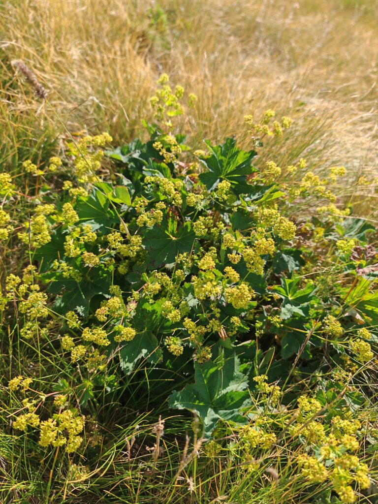 Alchemilla acutiloba alchemille commune plante entiere