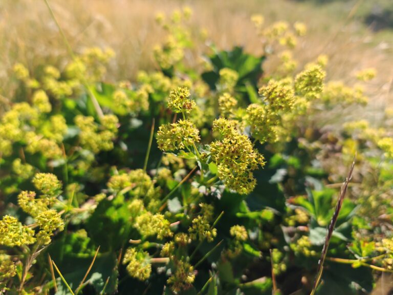 Alchemilla acutiloba alchemille commune sommite fleurie