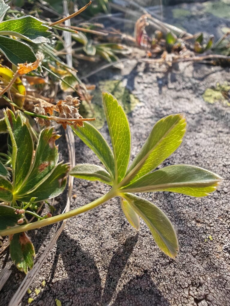 Alchemilla alpina alchemille des alpes feuille dessous