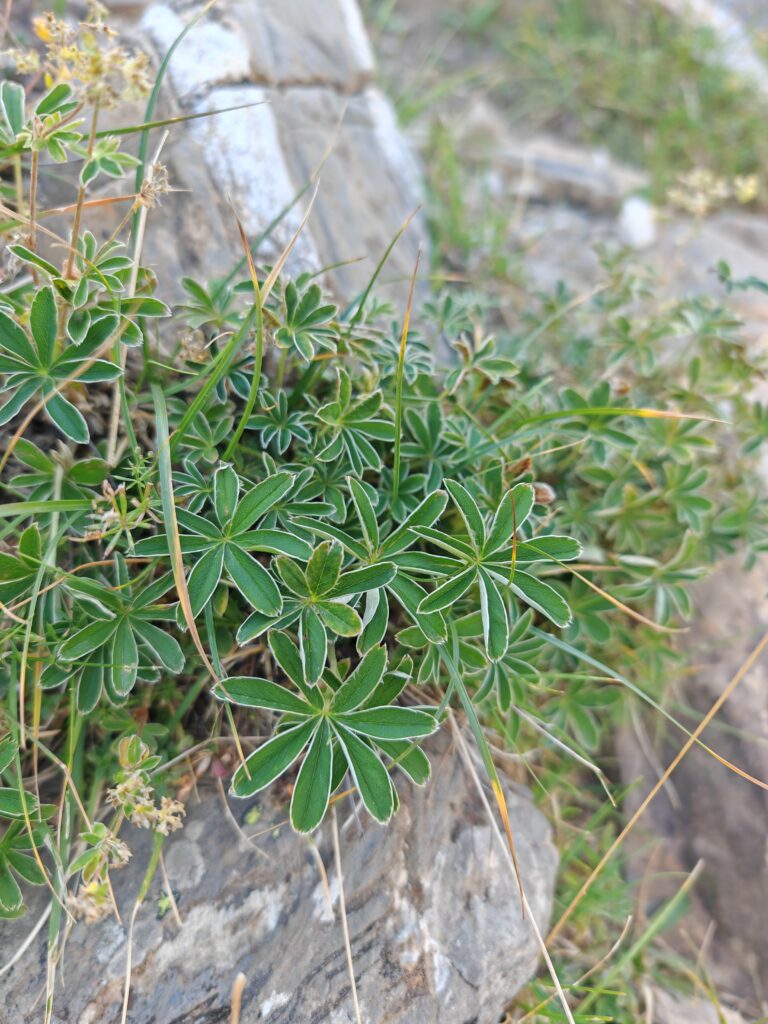 Alchemilla alpina alchemille des alpes feuilles