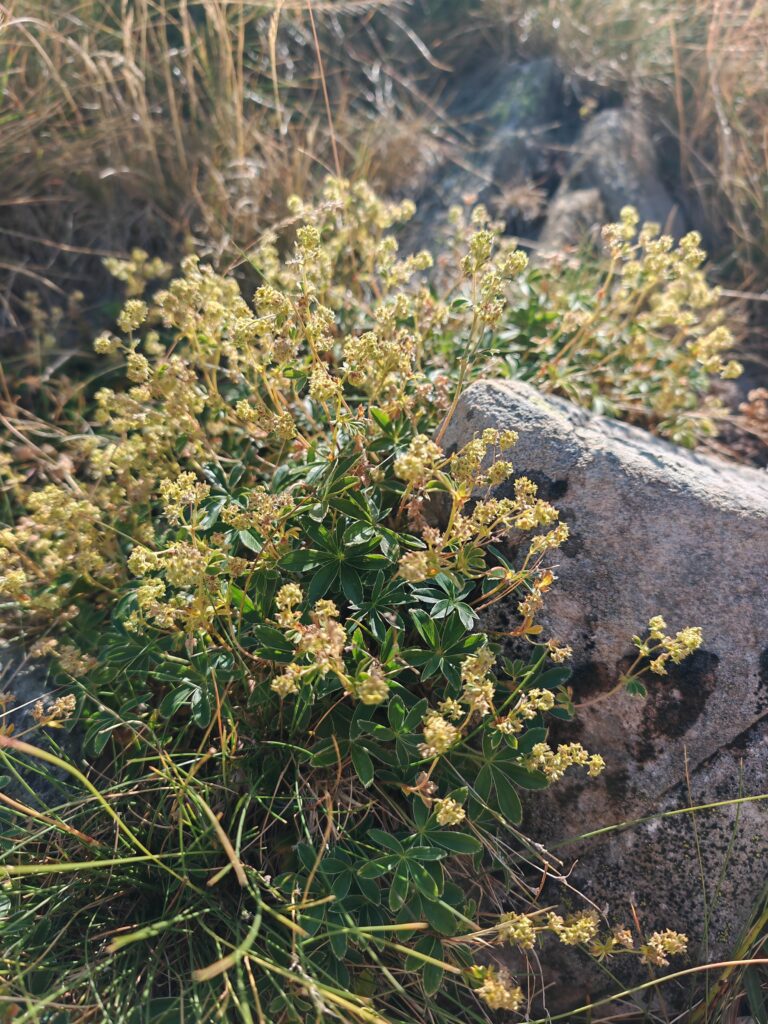 Alchemilla alpina alchemille des alpes plante entiere