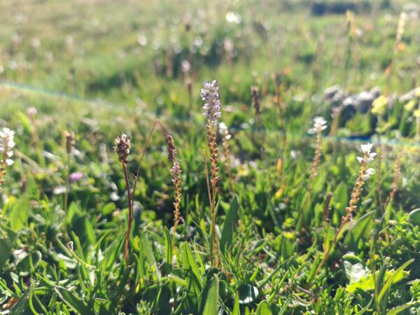 Bistorta vivipara renouee vivipare plante entiere