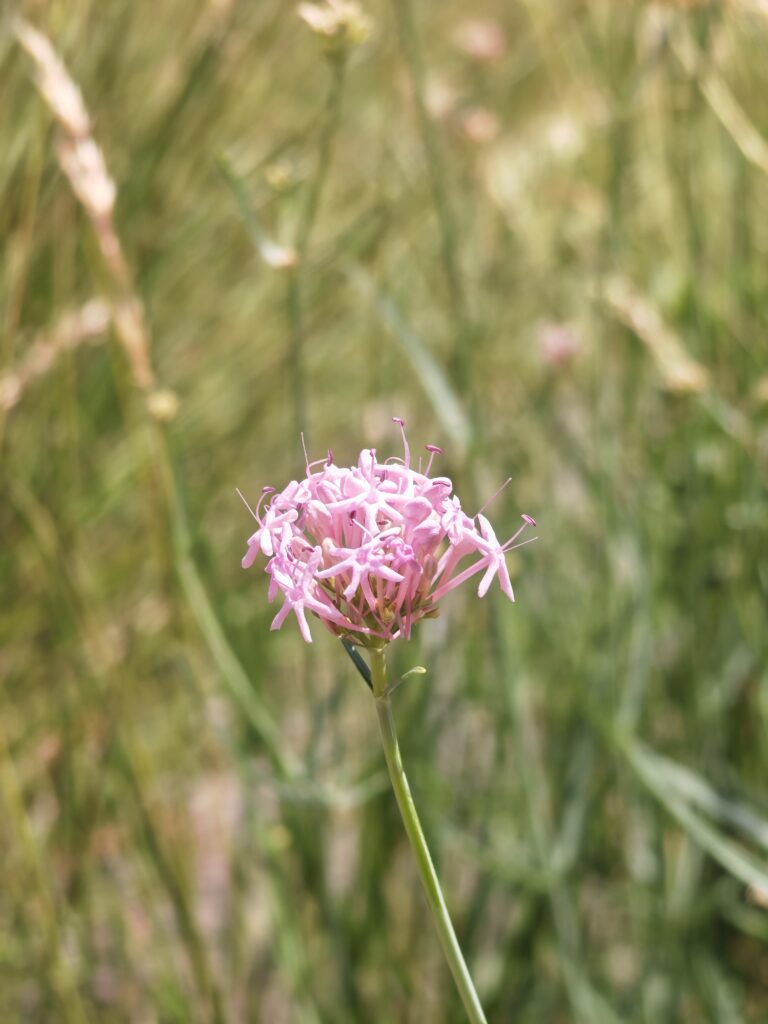 Centranthus angustifolius centranthe a feuille etroite inflorescence