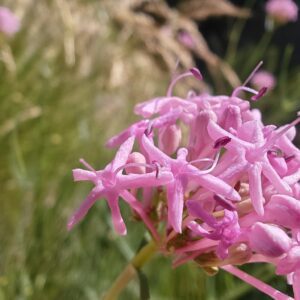 Centranthe à feuilles étroites