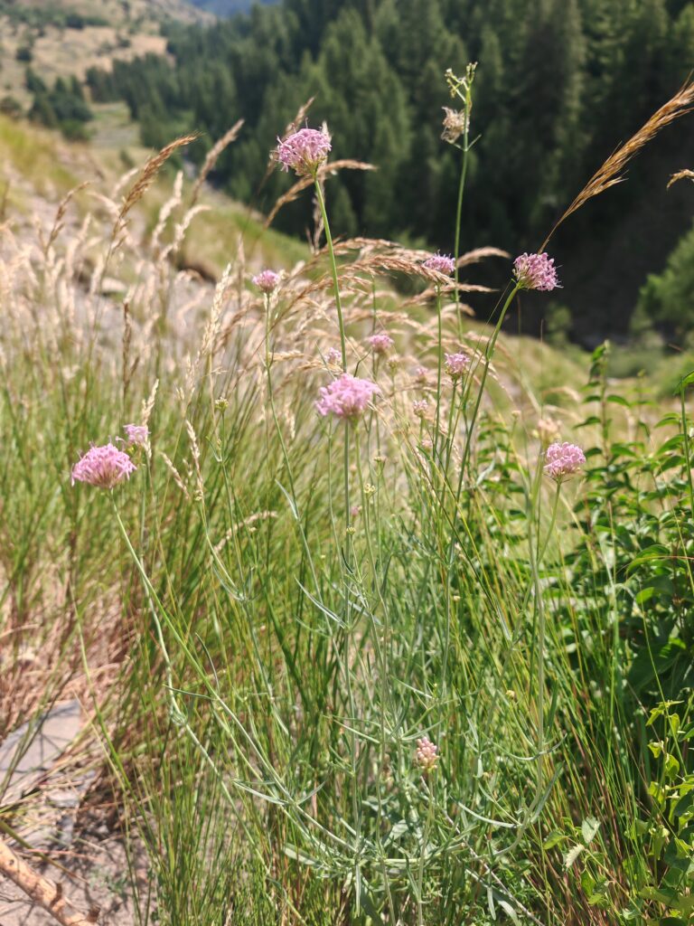 Centranthus angustifolius centranthe a feuille etroite plante entiere