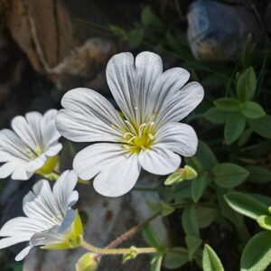 ceraiste-uniflore-ceratium-uniflorum-fleur