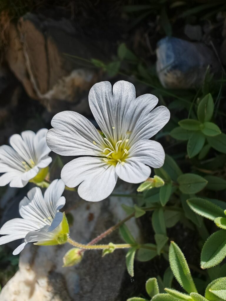 Céraiste uniflore