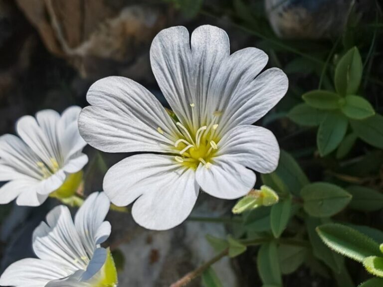 Céraiste uniflore