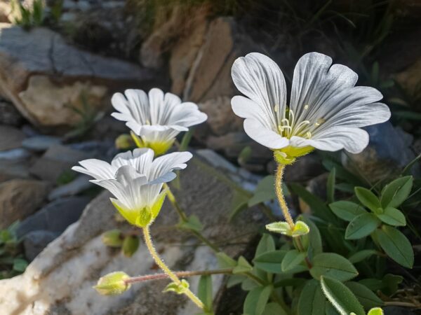 ceraiste-uniflore-ceratium-uniflorum-sepales